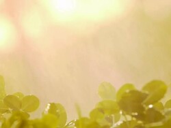 Green seedlings in the rain Stock Footage