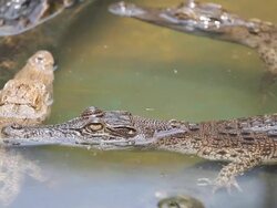 Close up crocodiles Stock Footage