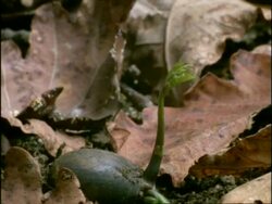 Time lapse - CU Acorn germinating, tilt up as seedling grows, UK Stock Footage