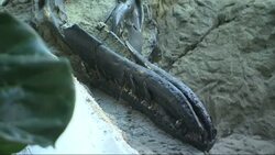 Fossilised remains of duelling dinosaurs expected to sell for millions at US auction Instructional Video