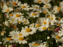 Field of daisies in the wind  Stock Footage