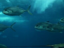 Fish swimming in aquarium Stock Footage