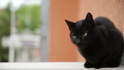 black cat Stock Footage