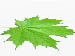 Autumn leaf Stock Footage