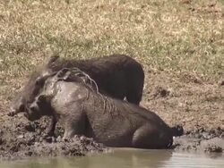 warthogs in mud Stock Footage