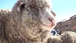 Sheep (Ovis aries) Stock Footage