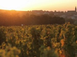 "people picking grapes in vineyard, low light" Stock Footage