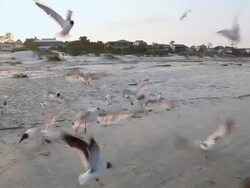 MS PAN View of young girl feeding large group of seagulls on beach / St Simon's Island, Georgia, United States Stock Footage