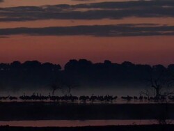 European Cranes (Grus grus) silhouetted in early morning light on lake shore, North East Extremadura in Dehesa. Stock Footage