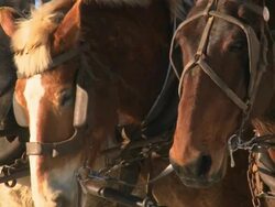 Amish Work Horses on a Farm Stock Footage