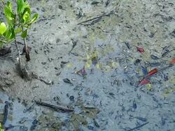 crab in mangrove forest Stock Footage