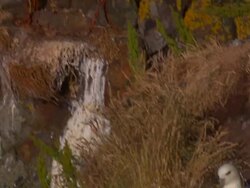 Puffins roost on a rocky hillside. Stock Footage