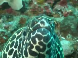 ECU Honeycomb moray eel pushing water over gills / Matola, Maputo, Mozambique Stock Footage