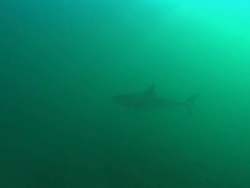 White shark, South Africa, Gansbaai  Stock Footage
