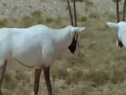Pair of Arabian Oryx in Jiddat al-Harasis desert, general behaviour Stock Footage