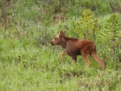 MS TS Shot of Calf moose (Alces alces) newborn runs behind mother moose / Grand lake, Colorado, United States Stock Footage
