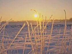 WS CS Blades Of Grass In Snow Stock Footage