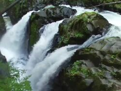 MS  PAN Shot of  waterfall in  rainforest /  Washington, United States  Stock Footage