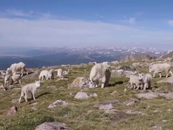 WS PAN View of Herd of mountain goat (Oreamnos americanus) nannys and kids approaching with scenic snow covering peaks in back side / Idaho springs, Colorado, United States Stock Footage