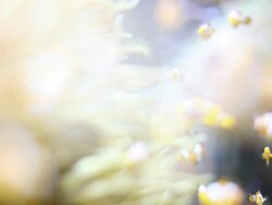 Ocellaris clownfishes Stock Footage