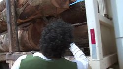 CLEAN : Stockshots: Legal forestry in the Brazilian Amazon News Clip