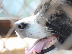 Close up dog face Stock Footage