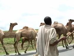 Ethiopian man leading camels Stock Footage