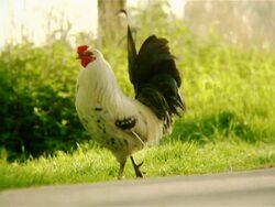Beautiful rooster Stock Footage