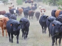 Old West Cattle Stampede Stock Footage