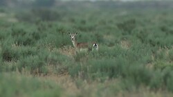 Gazelle Goitered Stock Footage