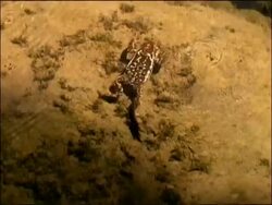Natterjack Toad (Epidalea calamita) swimming, Andalucia, Spain Stock Footage