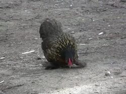 Chicken Stock Footage