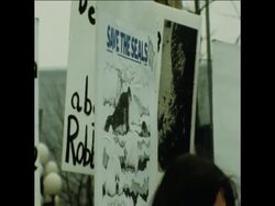 SYND 22 2 78 ANTI-SEAL HUNT DEMONSTRATION News Clip