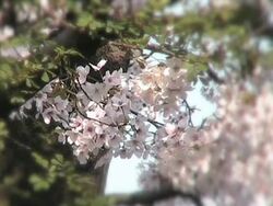 Japanese Sakura in Full Bloom Stock Footage
