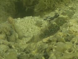CU Shot of Goby resting on riverbed with shrimp excavating burrow and emerging from burrow briefly / Pemba, Cabo Delgado, Mozambique Stock Footage