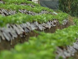 panning: business man in garden Stock Footage