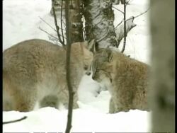 MS pair of Lynx cubs playing, head butting, Arctic Circle Stock Footage