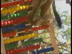 Squirrel Monkeys learn life lessons at Israeli forest park News Clip