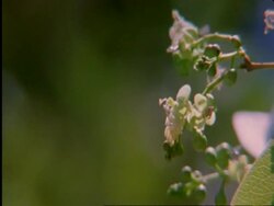 CU Flapnecked chameleon, Chamealeo dilepis, tongue snatching bee off flower, high speed, Botswana, Africa Stock Footage
