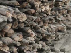 CU TU stacked firewood / Xam Neua, Laos Stock Footage