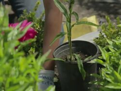 MS TU Woman planting flower in back yard  / Portland, Oregon, United States  Stock Footage