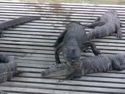 Alligator Walking Stock Footage