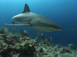 Medium Long Shot push-in - Great white sharks swim over a coral reef. Stock Footage