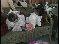 USA: HOLLYWOOD: BISMARCK &amp; DAPHNE TIE KNOT AT DOGGY WEDDING News Clip