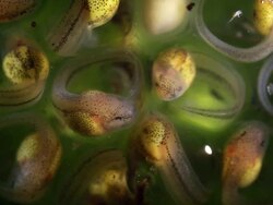 Glass frog larvae (tadpoles) developing in their eggs, twelve days after being laid. Stock Footage