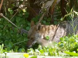MS Shot of golden jackal (Canis aureus) hiding in vegetation near water / Tel Aviv, Dan Metropolitan,Gush Dan, Israel Stock Footage