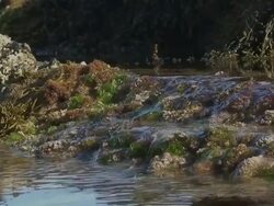 Calm Water Flowing Over Mossy Coral Stock Footage