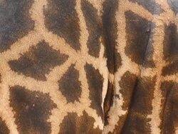 Close up of giraffe texture Stock Footage