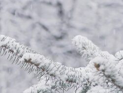 HD SLOW MOTION: Spruce Twig In Snow Stock Footage
