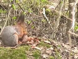 Red Squirrel on the Ground Stock Footage